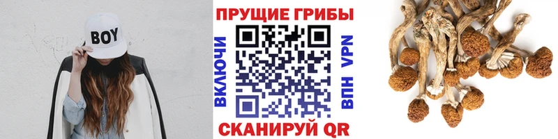 Псилоцибиновые грибы прущие грибы Лахденпохья